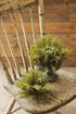 Prickly Pine Snow Brush 10"